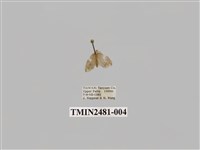 藏品(昏光苔蛾)的圖片